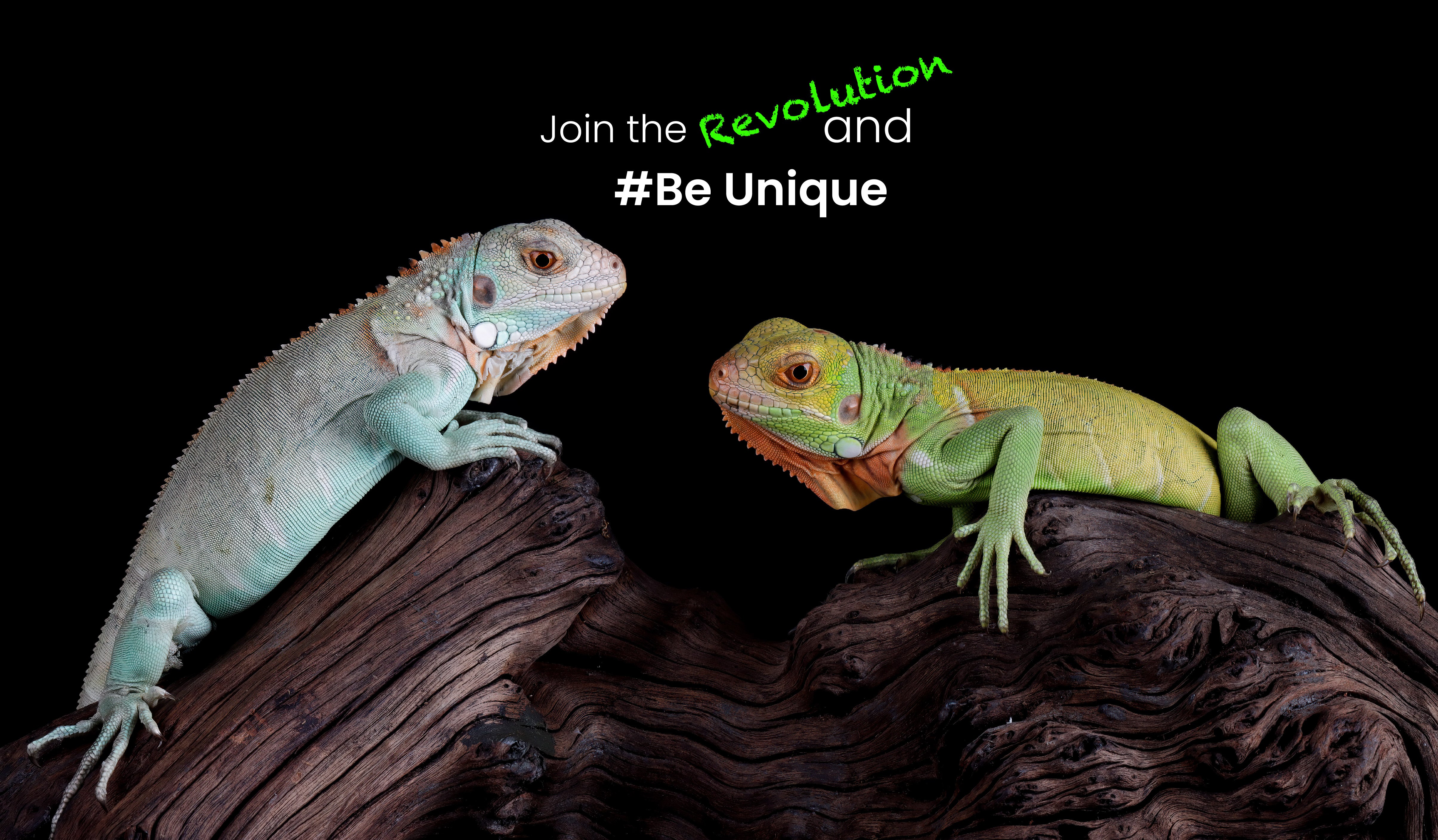How to assemble Phailozoo reptile enclosures, assemble instructions for Phailozoo reptile tanks