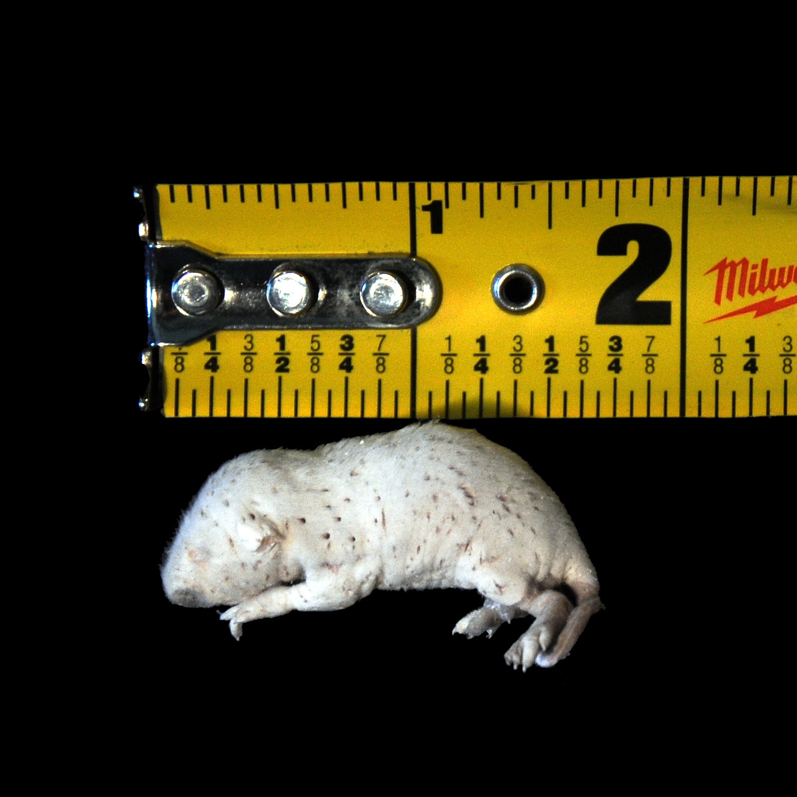 Freeze Dried Feeder Rodents for Reptiles
