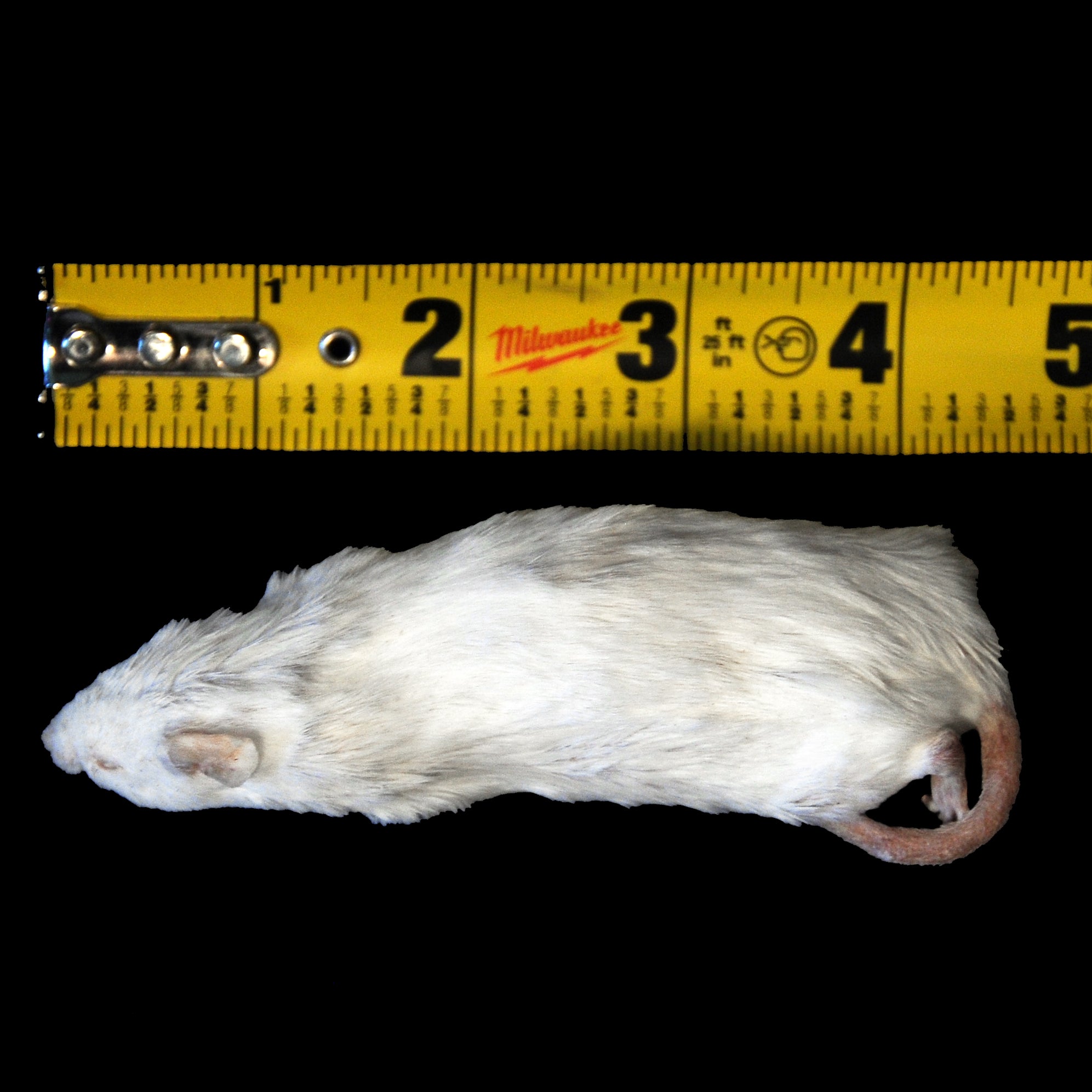 Freeze Dried Feeder Rodents for Reptiles