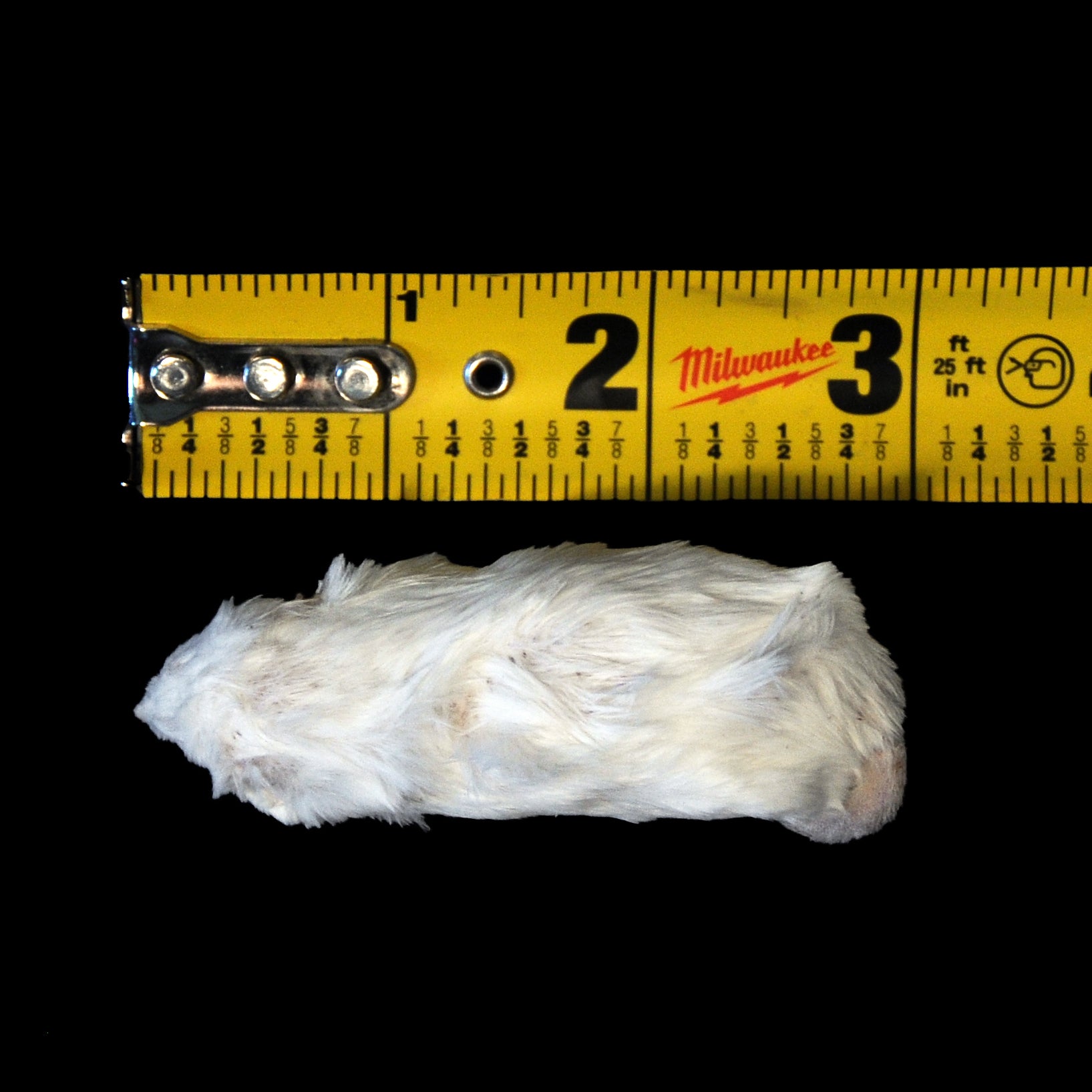 Freeze Dried Feeder Rodents for Reptiles