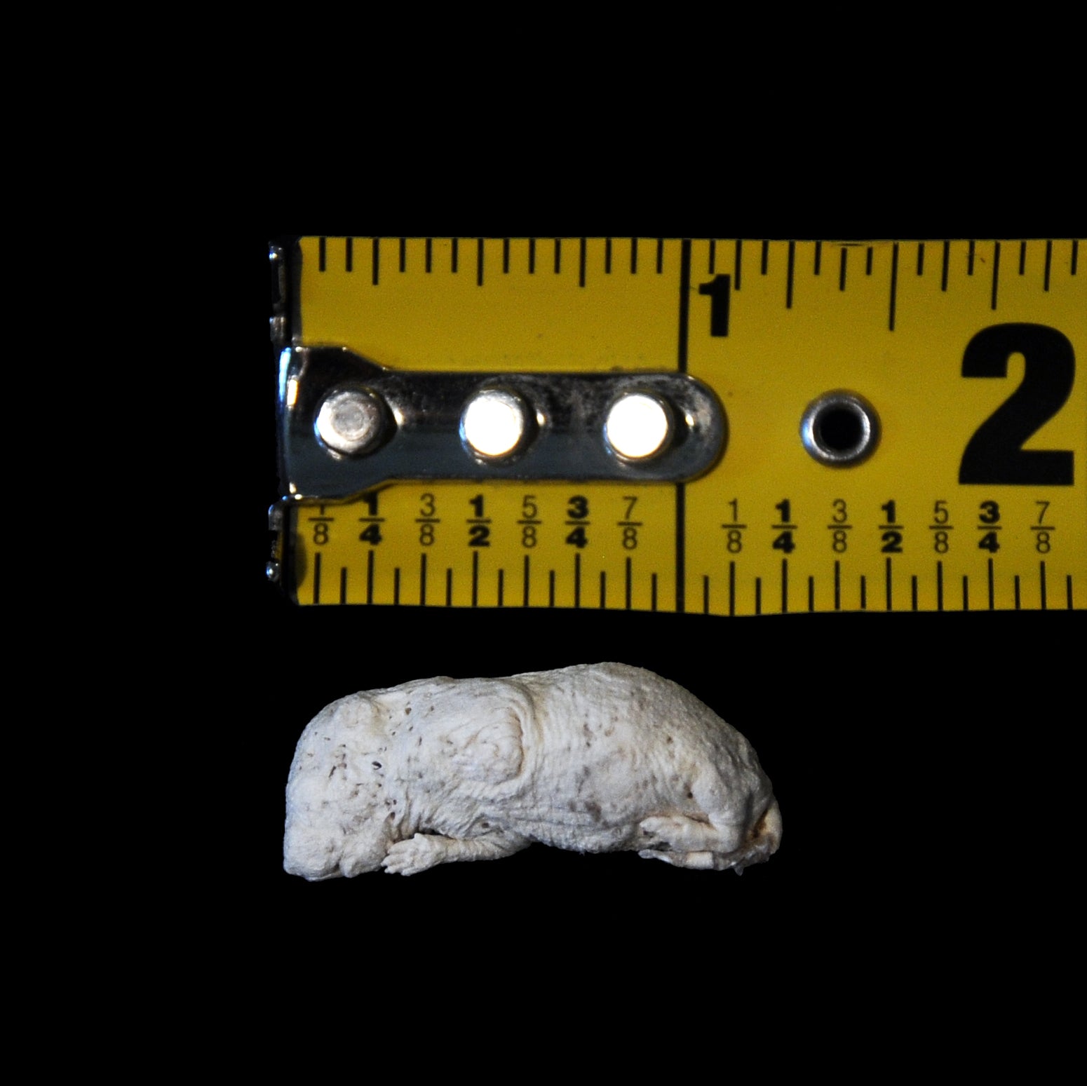 Freeze Dried Feeder Rodents for Reptiles