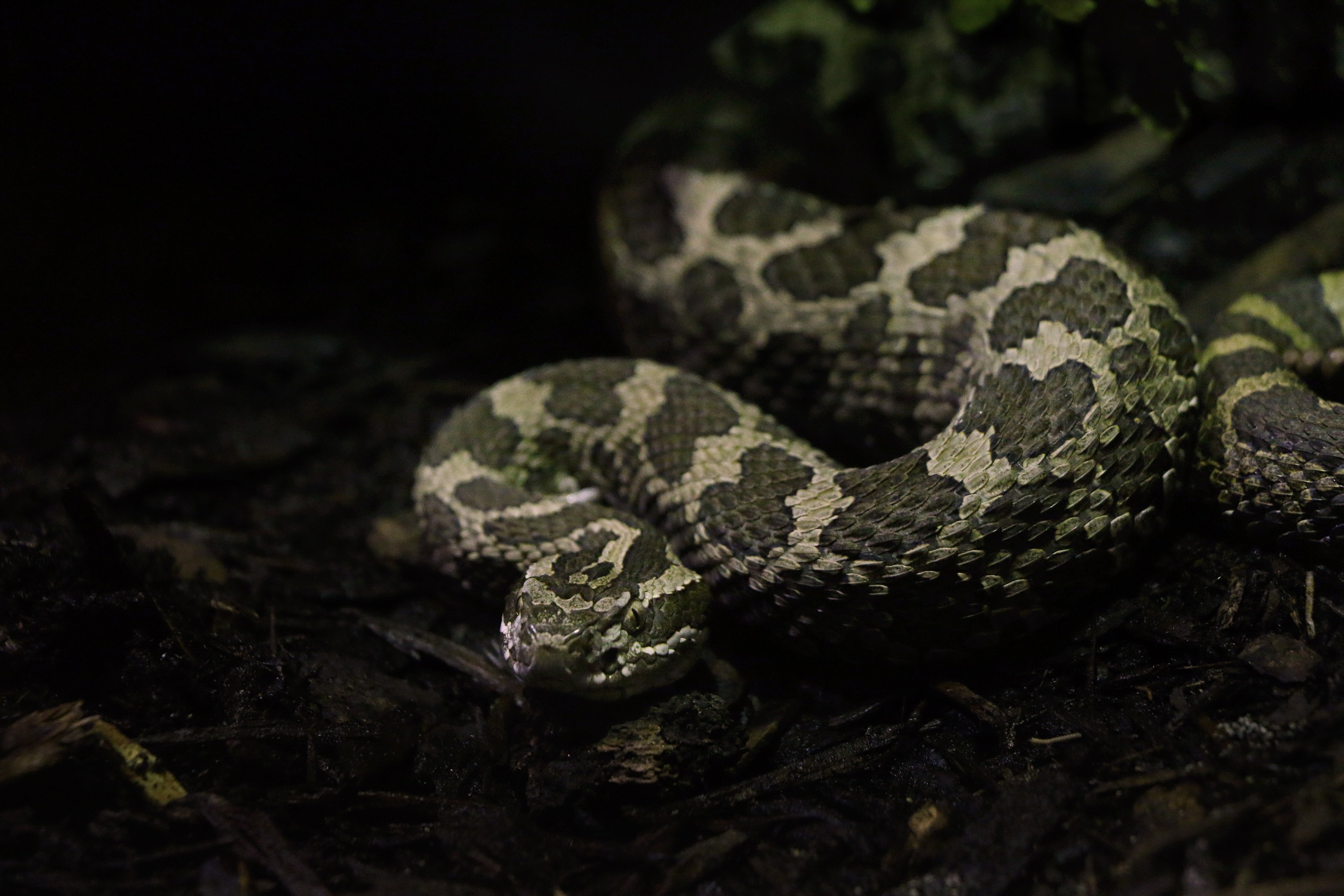 Hognose snake is chilling in Phailozoo 50 gallon snake enclosure