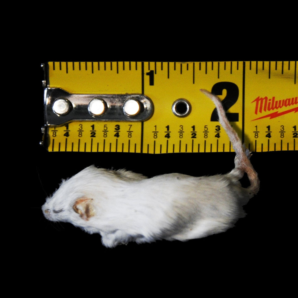 Freeze Dried Feeder Rodents for Reptiles - Phailozoo