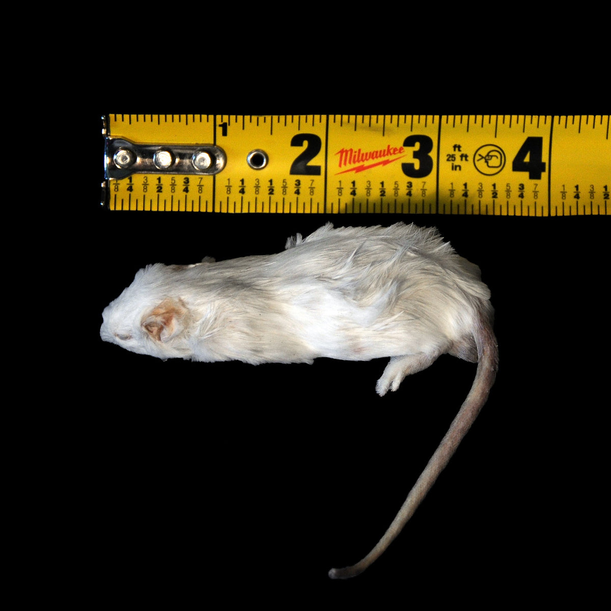 Freeze Dried Feeder Rodents for Reptiles - Phailozoo
