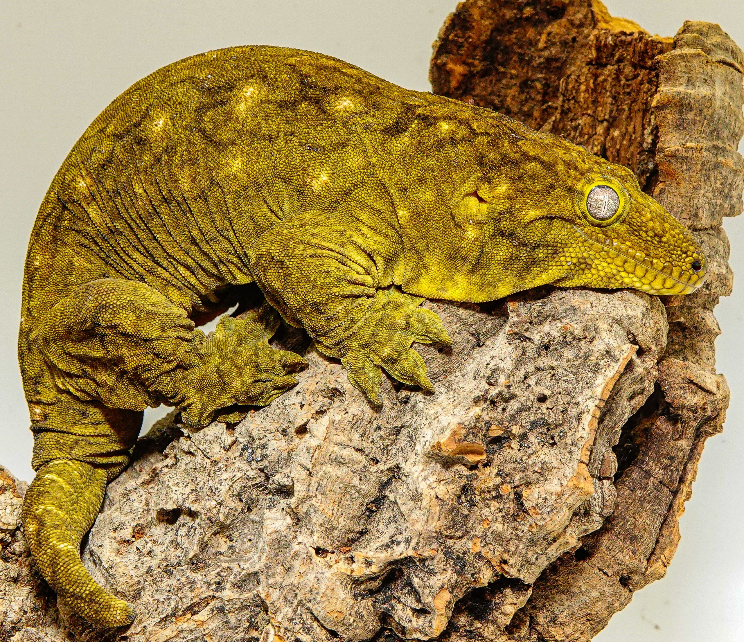 Leachianus Gecko is sitting on a driftwood in a Phailozoo 50 gallon gecko tank
