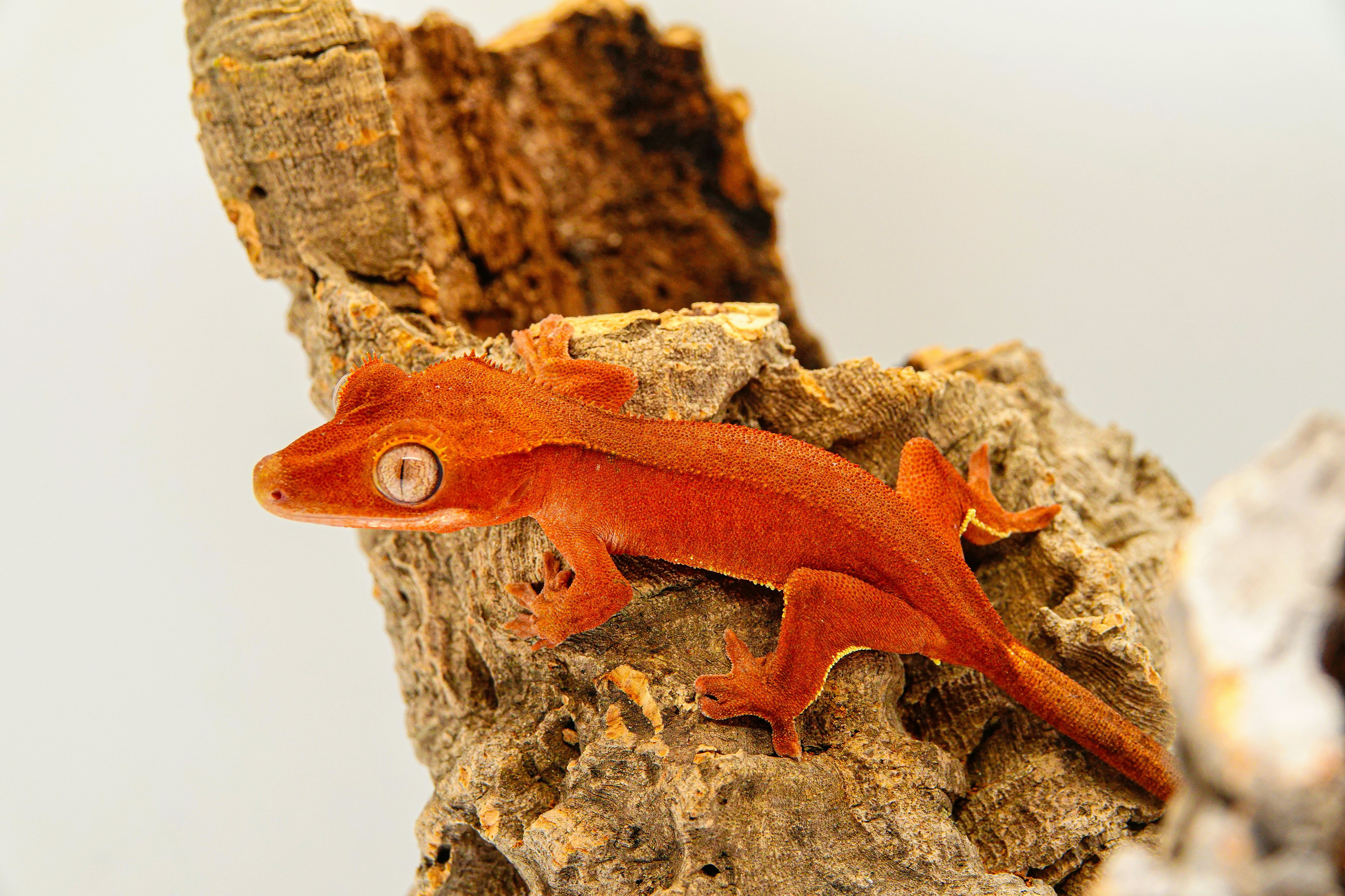 Crested Gecko is climbing on a driftwood in Phailozoo 50 gallon gecko tank