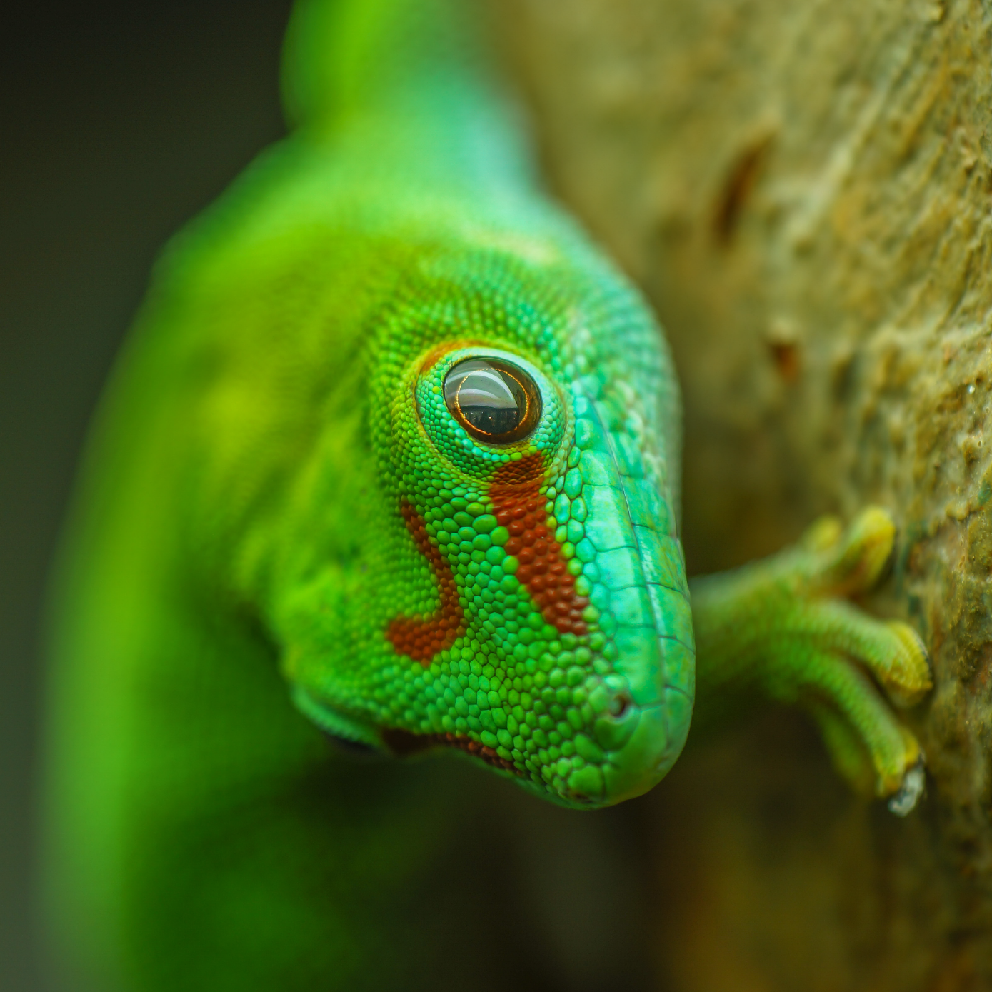 Green anoles is climbing on a driftwood in Phailozoo 50 gallon gecko tank