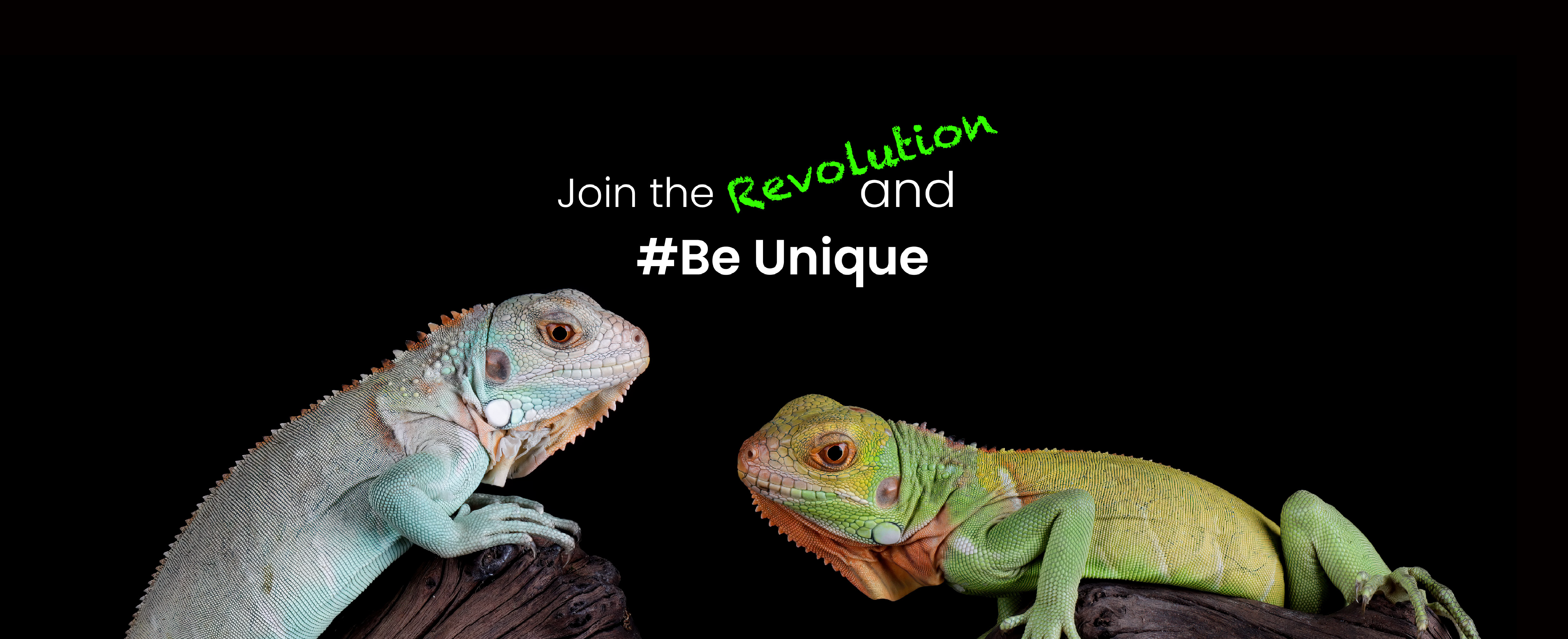 phailozoo affiliate program