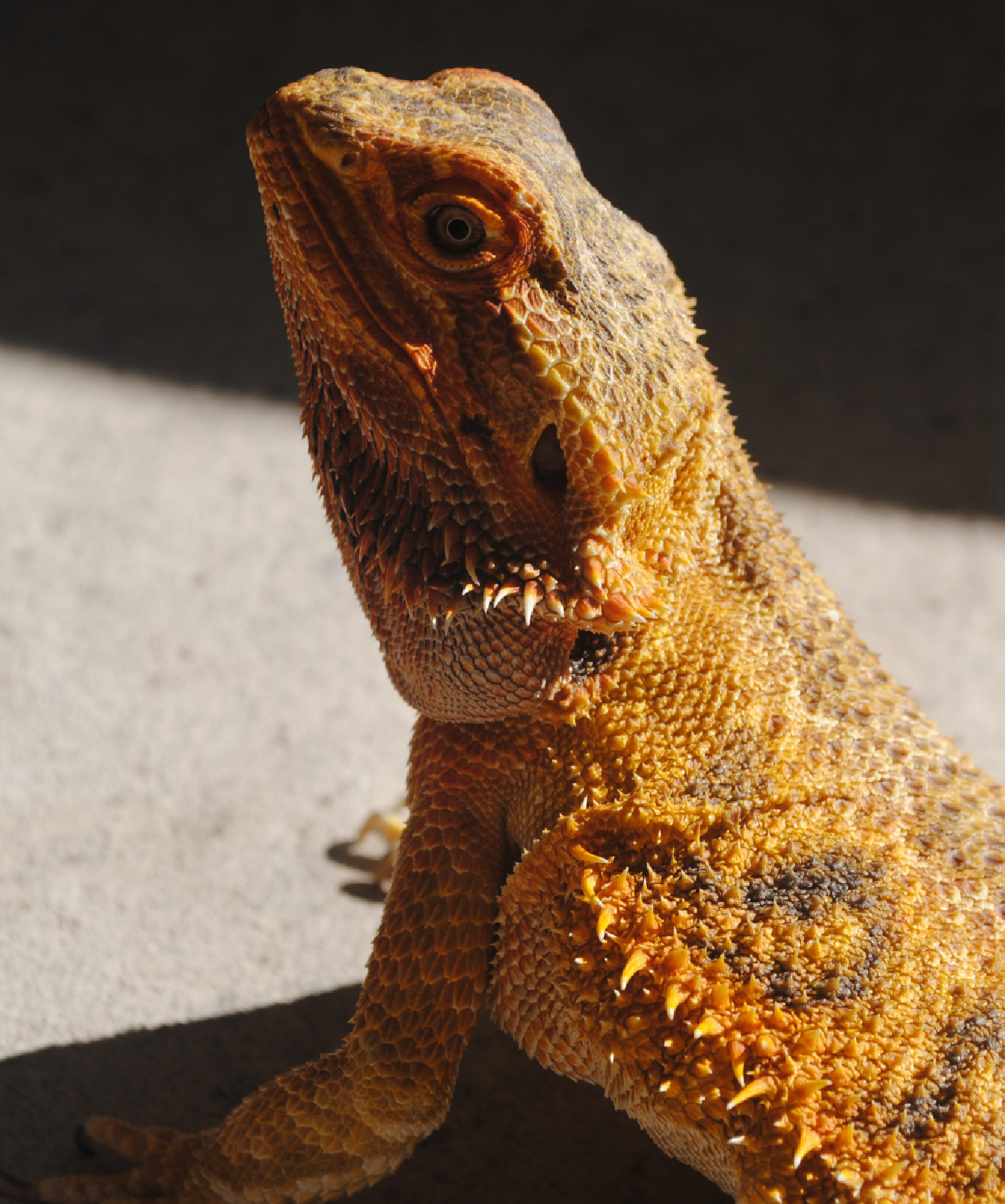 Bearded dragon sitting on the ground next to a Phailozoo 85 gallon reptile enclosure