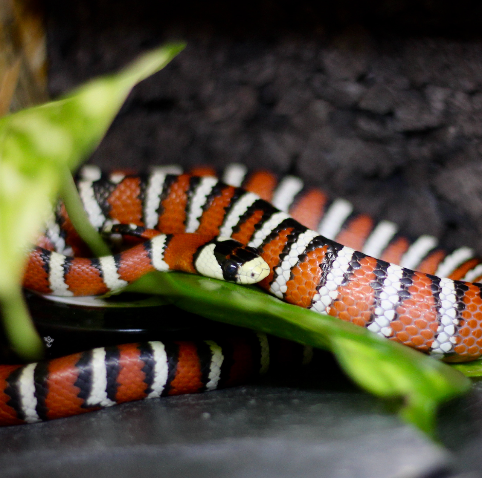 King snake is in a Phailozoo 85 gallon snake enclosure