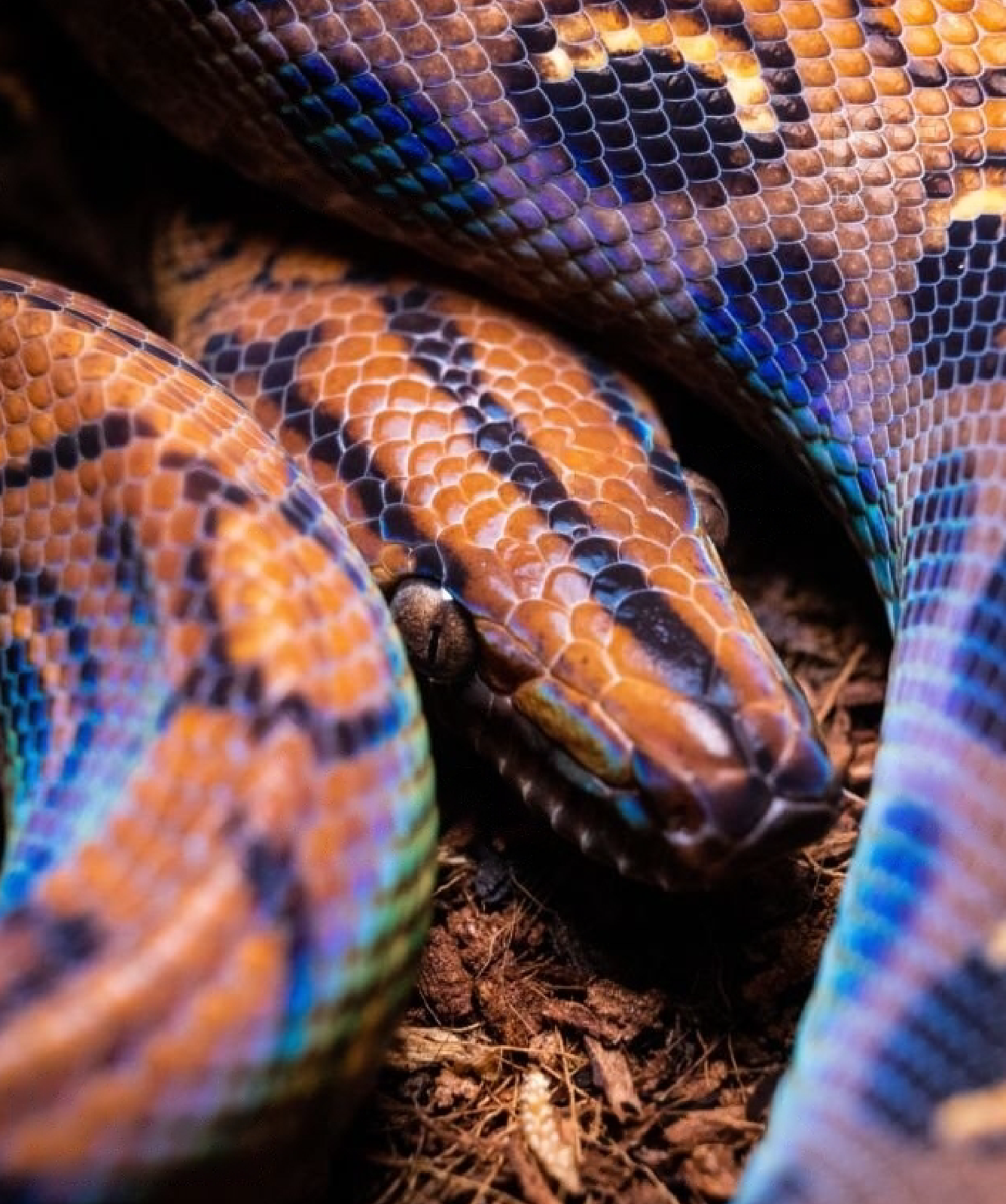 Phailozoo 85 gallon snake tank is the perfect for rainbow boa to live in