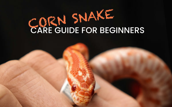 Curated visual reference: Corn Snake Care Guide For Beginners Photo Inspiration