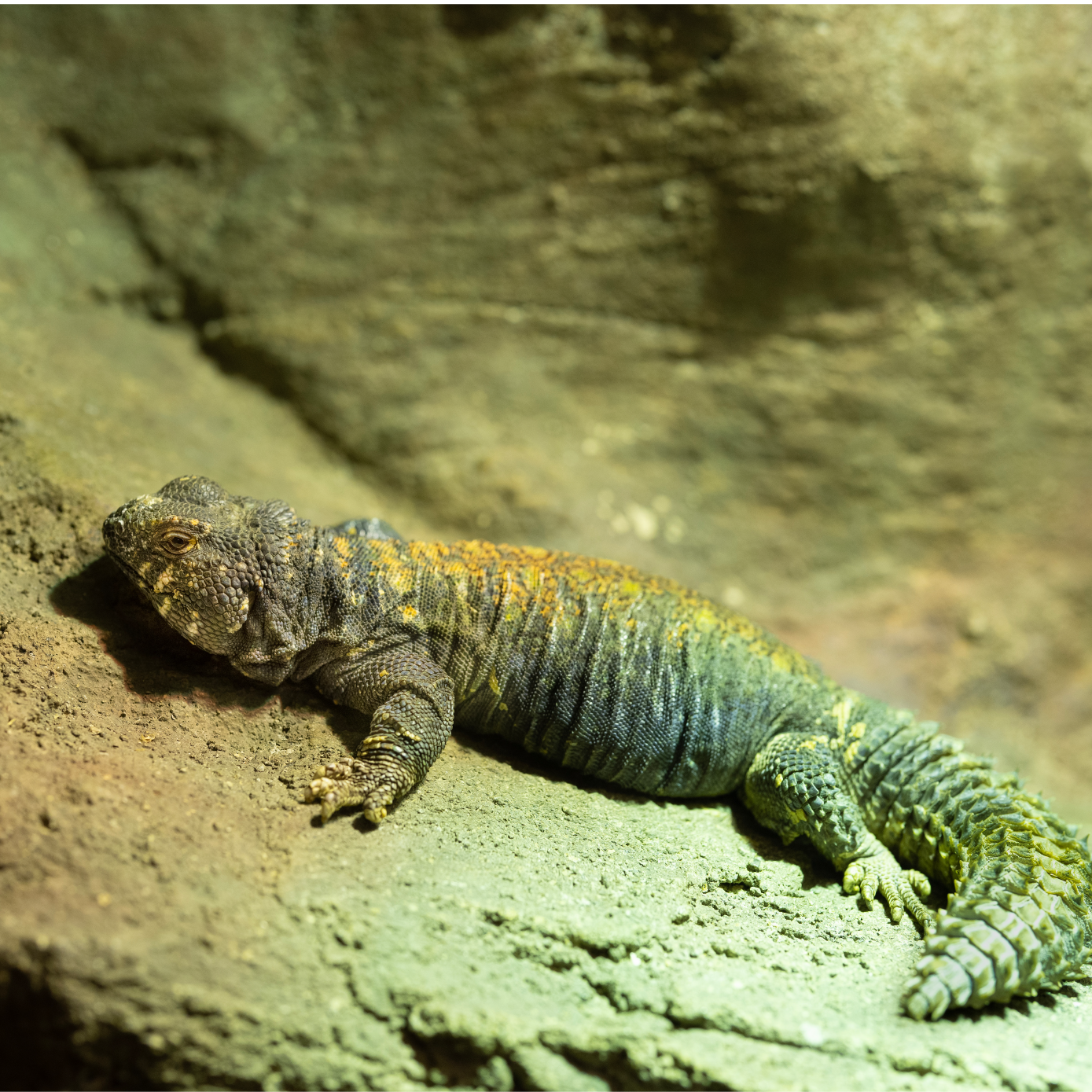 Uromastyx is chilling on a rock in Phailozoo 50 gallon reptile tank