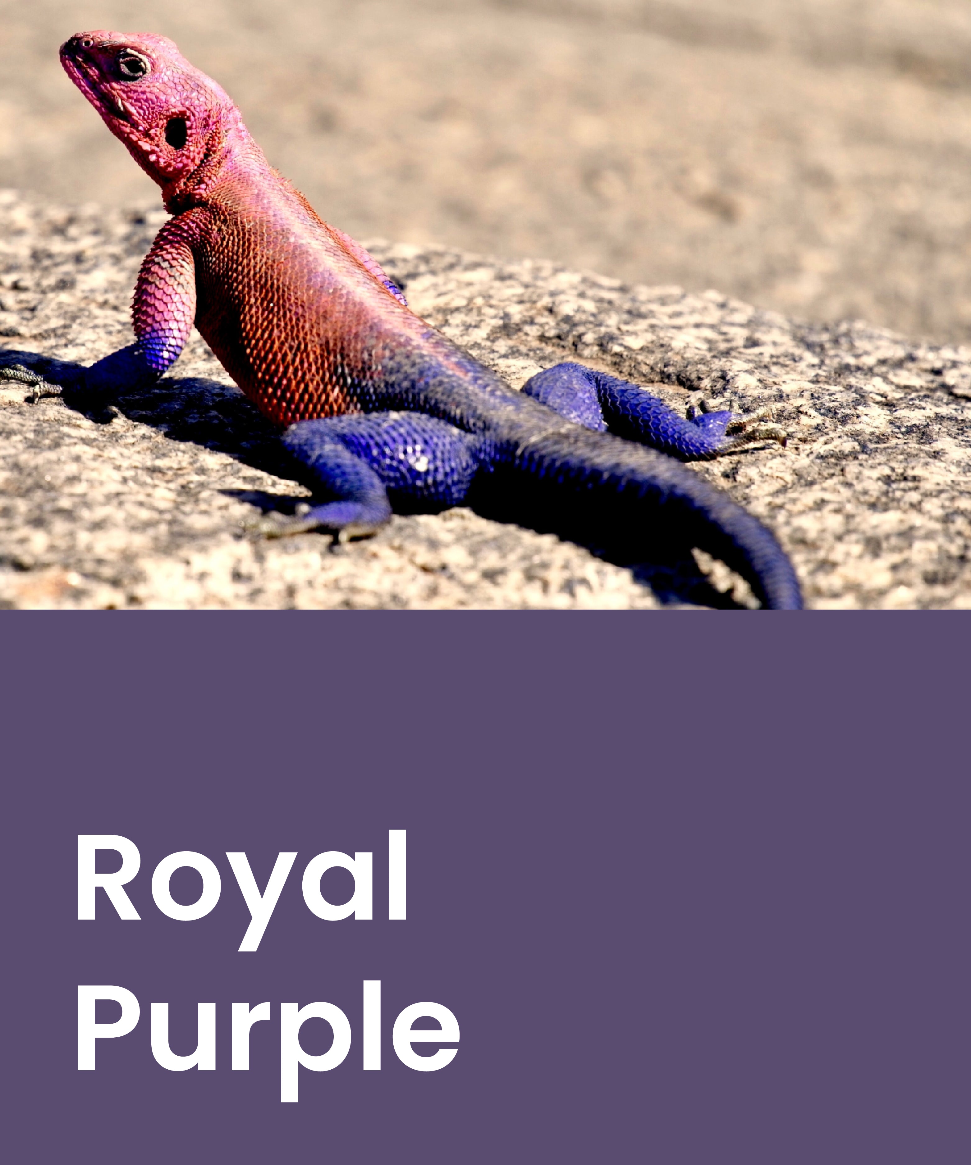 Phailozoo purple reptile enclosure