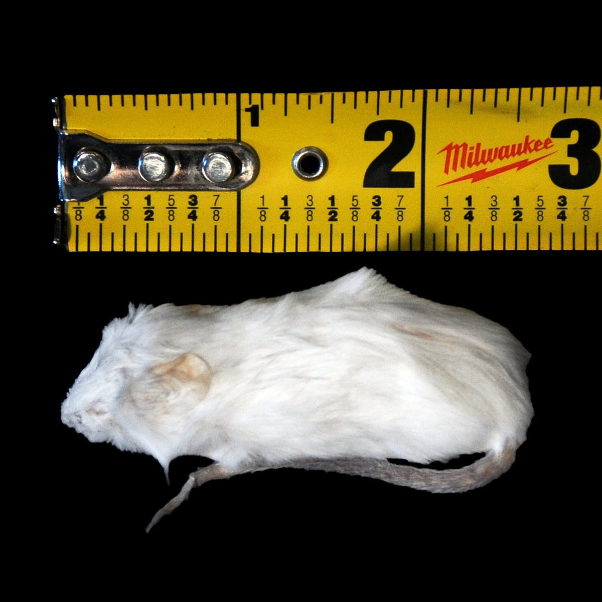 Freeze Dried Feeder Rodents for Reptiles - Phailozoo