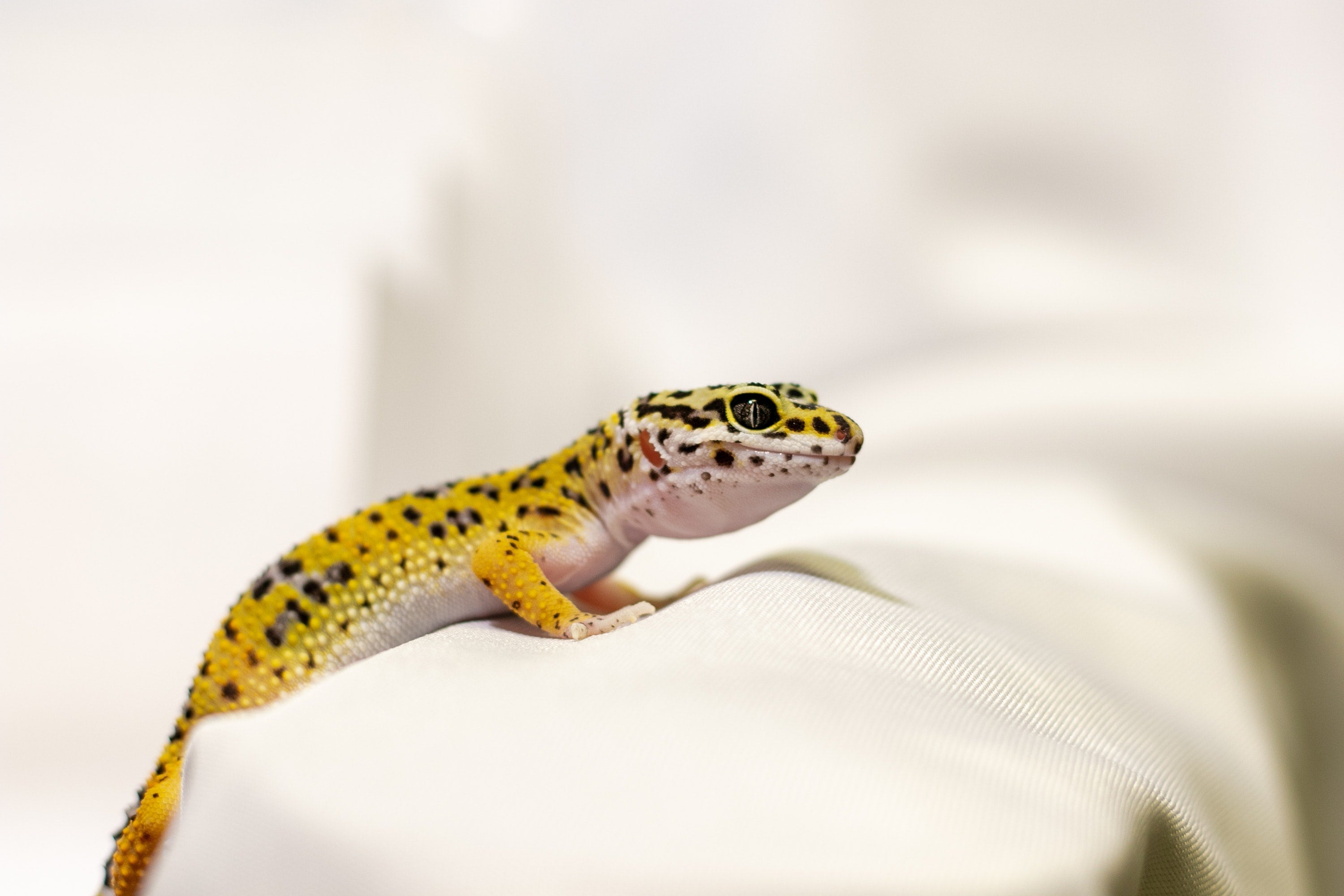 Leopard Gecko is climbing on a driftwood in Phailozoo 50 gallon gecko tank